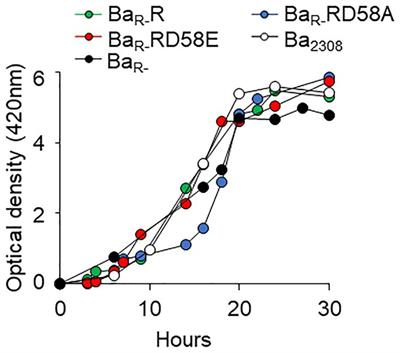 Phenotypes controlled by the Brucella abortus two component system BvrR/BvrS are differentially impacted by BvrR phosphorylation